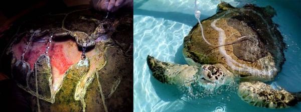 Попавшую под винт катера большую морскую черепаху спасли ветеринары