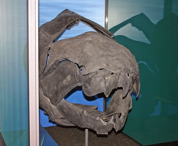 Скелет головы ископаемой рыбы Dunkleosteus terrelli