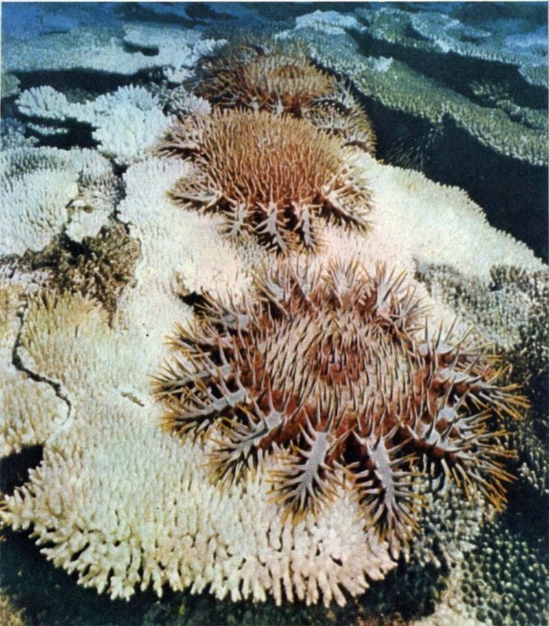 Морская звезда Терновый венец (Acanthaster planci)