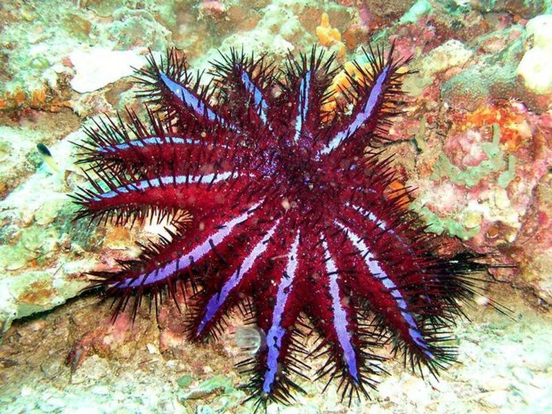 Морская звезда Терновый венец (Acanthaster planci)
