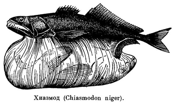 Живоглотовые или Хиазмодовые (лат. Chiasmodontidae)