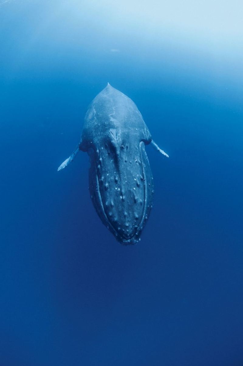 Горбатые киты на Гавайях