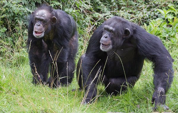 Шимпанзе, как и человек, склонны «видеть» высокие звуки в светлых тонах, а низкие звуки — в тёмных.