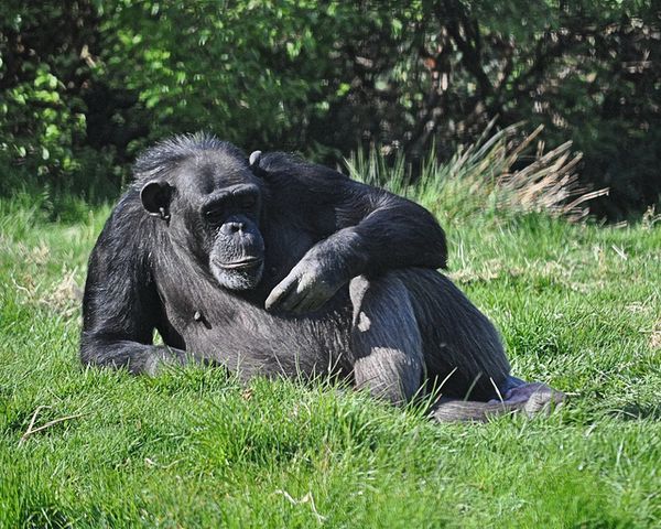 Отдыхающий шимпанзе