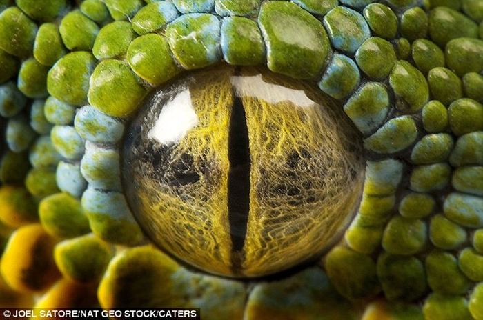 Невероятные глаза животных