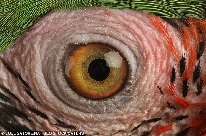 Невероятные глаза животных