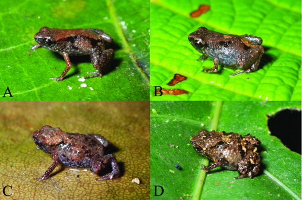 Лягушки рода Paedophryne: (A, B) Paedophryne dekot, (C, D) P. verrucosa (фото Фреда Крауса).