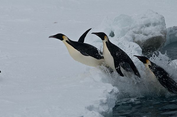 Императорские пингвины выходят на сушу.