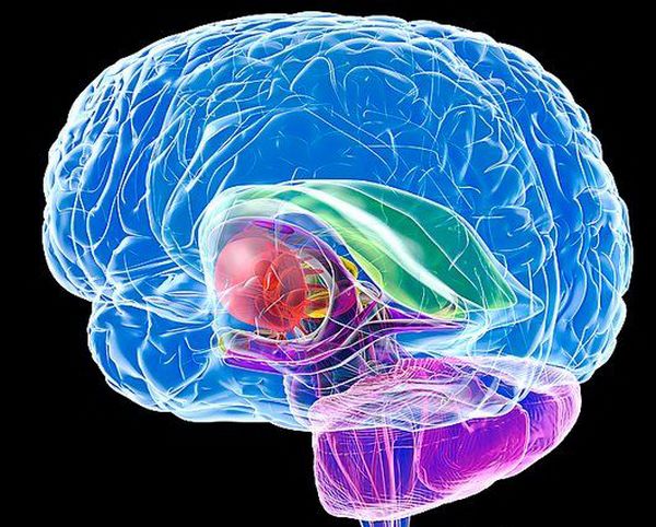 Мозолистое тело — зелёная «шина», соединяющая полушария мозга