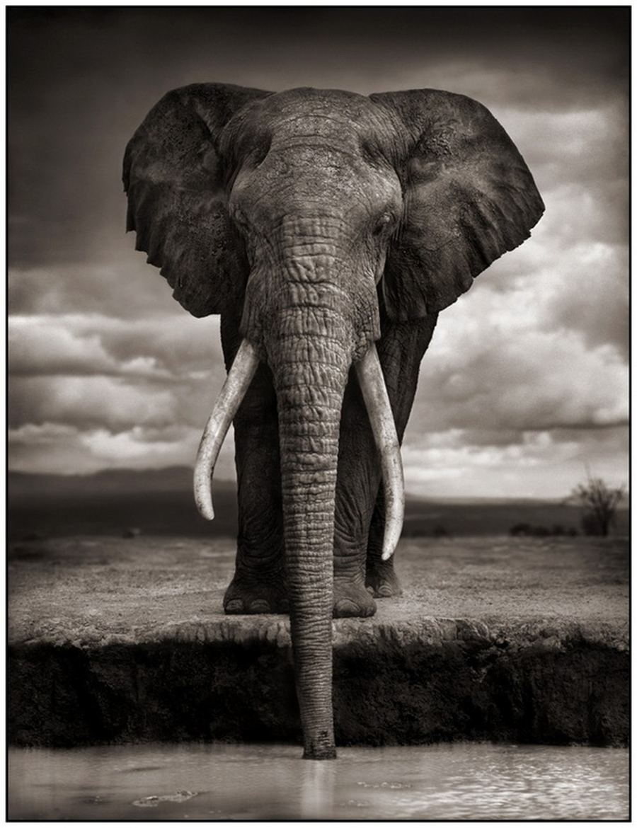 Дикая природа Африки от Ник Брандт (Nick Brand)