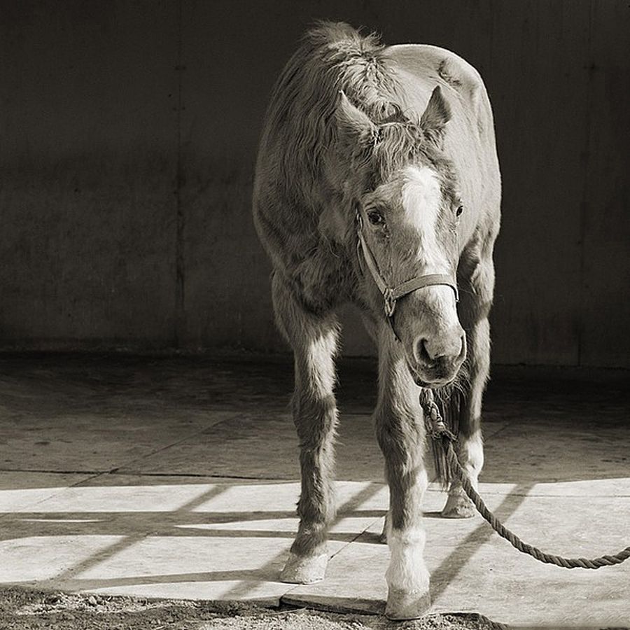 Пожилые животные - фотопроект Исы Лешко