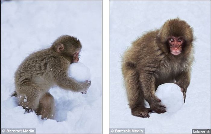 Японские макаки обожают играть в снежки
