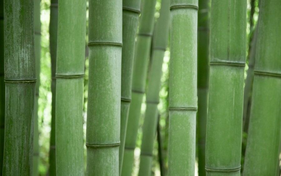 Бамбуковые заросли 