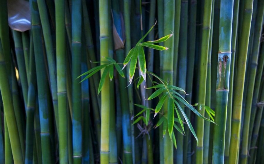 Бамбуковые заросли 