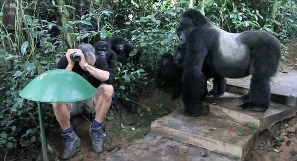 Американский турист столкнулся с семейством горных горилл