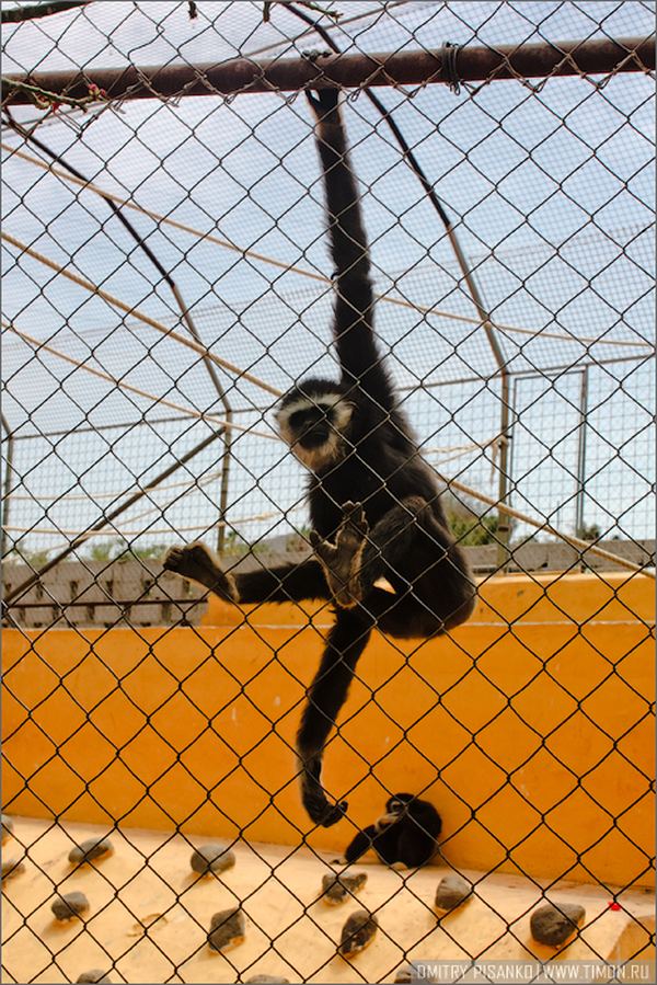 Monkey Park, Канары