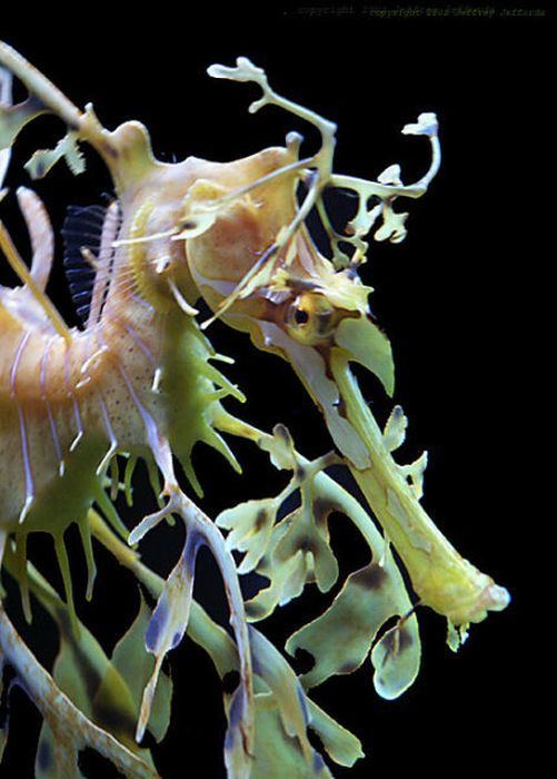 Лиственный морской дракон, или Морской пегас (лат. Phycodurus eques)