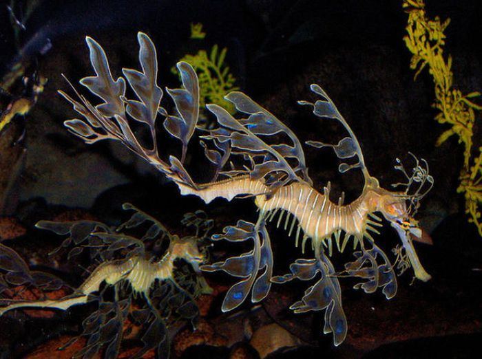 Лиственный морской дракон, или Морской пегас (лат. Phycodurus eques)