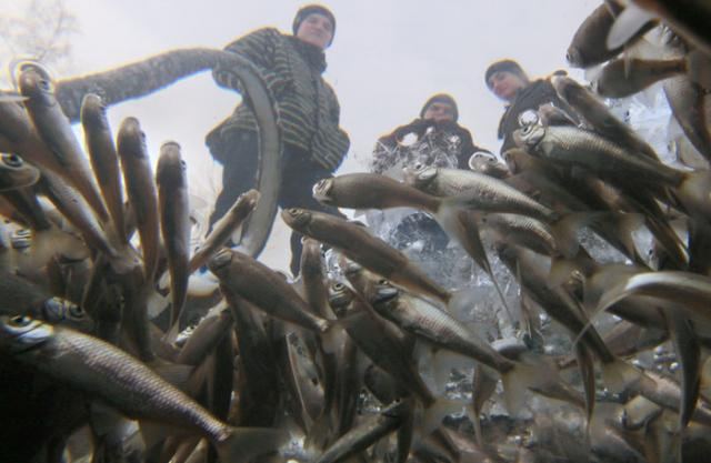 Рыба задыхается в прудах Санкт-Петербурга