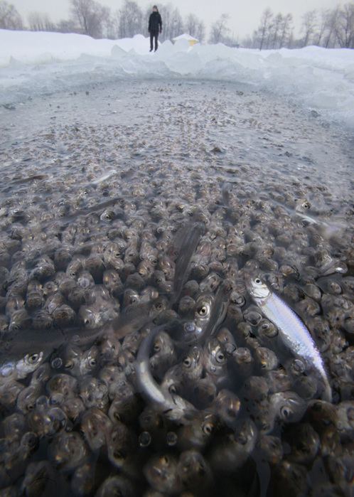Рыба задыхается в прудах Санкт-Петербурга