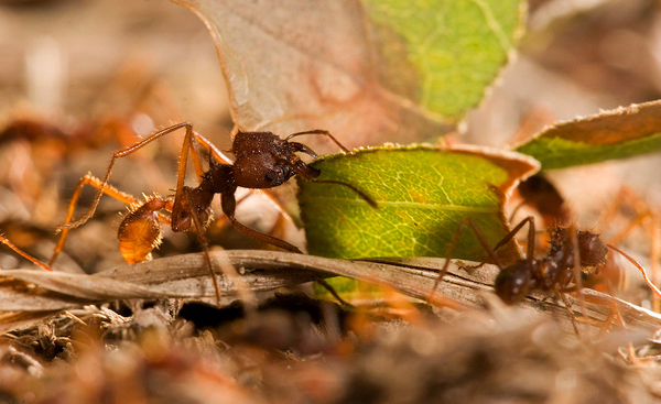 Новые исследования показали, что техасские муравьи-листорезы культивируют вид грибов Attamyces, устойчивых к переохлаждению. 
