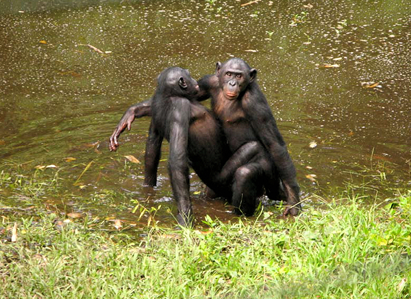 Девочка бонобо совокупляется с другой девочкой. (Здесь и ниже фото Zanna Clay.) 