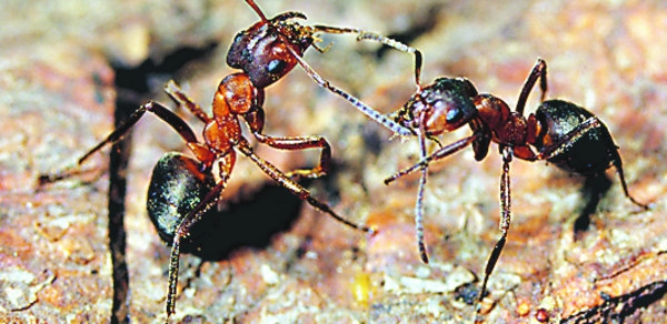  Большой тонкоголовый муравей (Formica exsecta)