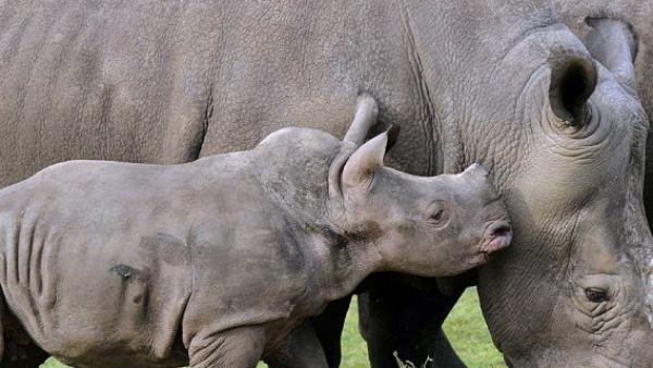 Детёныш белого носорога родился в немецком зоопарке