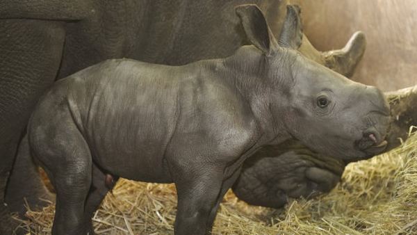 Детёныш белого носорога родился в немецком зоопарке