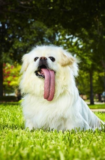 Самый длинный язык у собаки