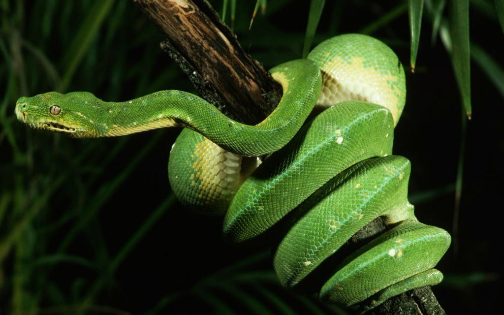 Змеи (Serpentes)