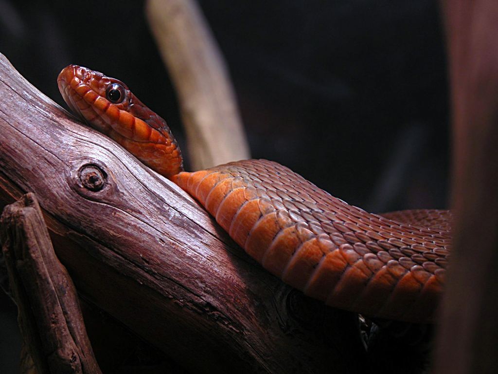 Змеи (Serpentes)