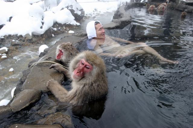 Купание снежных обезьян в горячих источниках Адской долины