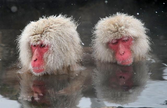 Купание снежных обезьян в горячих источниках Адской долины