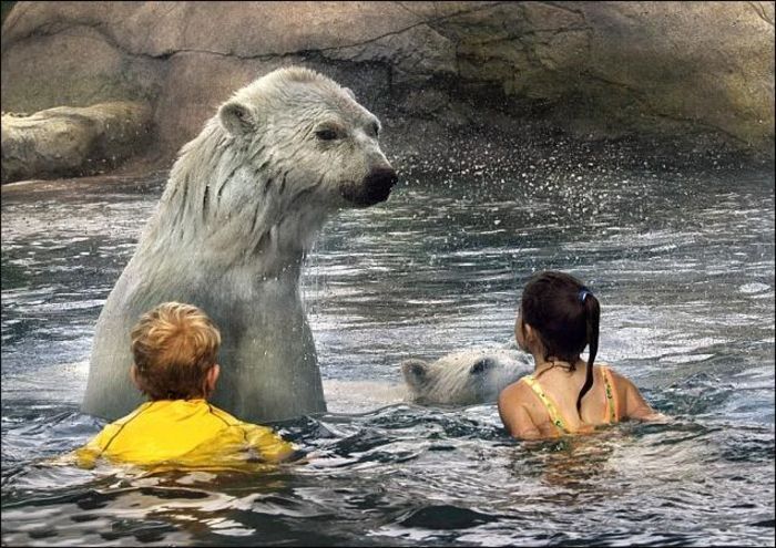 В бассейне с белыми медведями