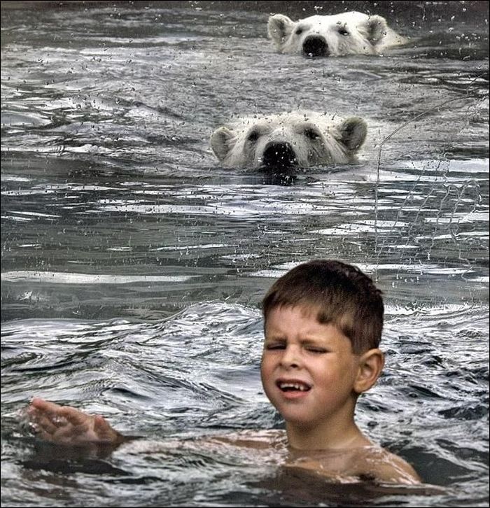 В бассейне с белыми медведями