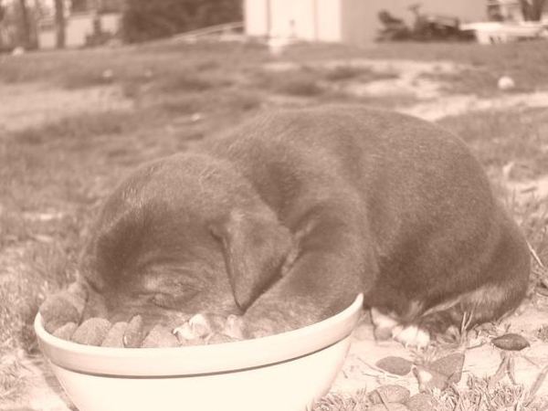 Смешные и забавные собачки, уснувшие не отходя от миски после сытной  еды.