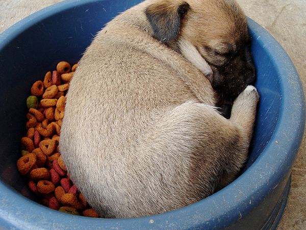 Смешные и забавные собачки, уснувшие не отходя от миски после сытной  еды.