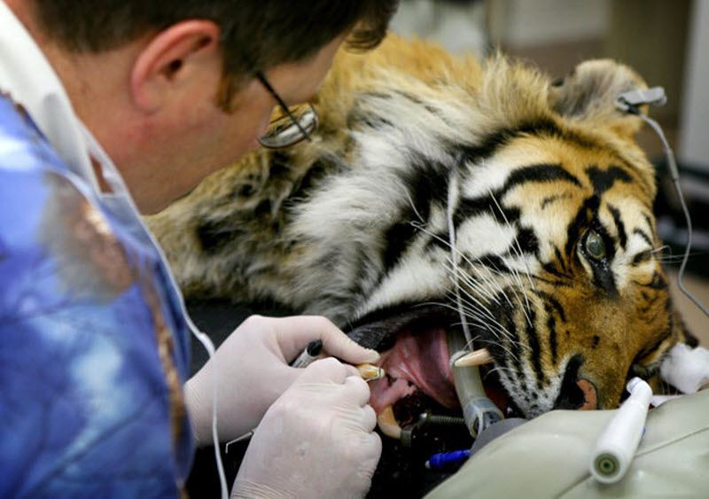 Рабочие будни ветеринара-стоматолога
