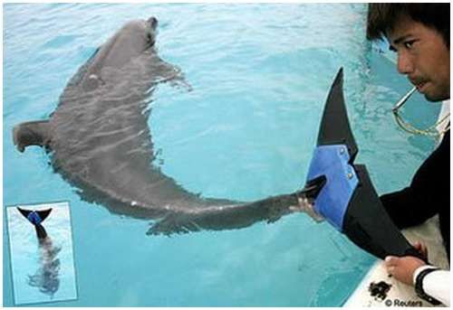 Дельфин Фуджи, c протезом для плавника.