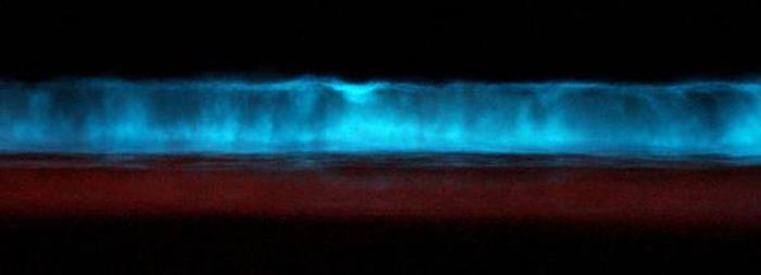 Самые многочисленные биолюминисцентные существа - динофлагелляты, ответственные за возникновение "красных приливов". 