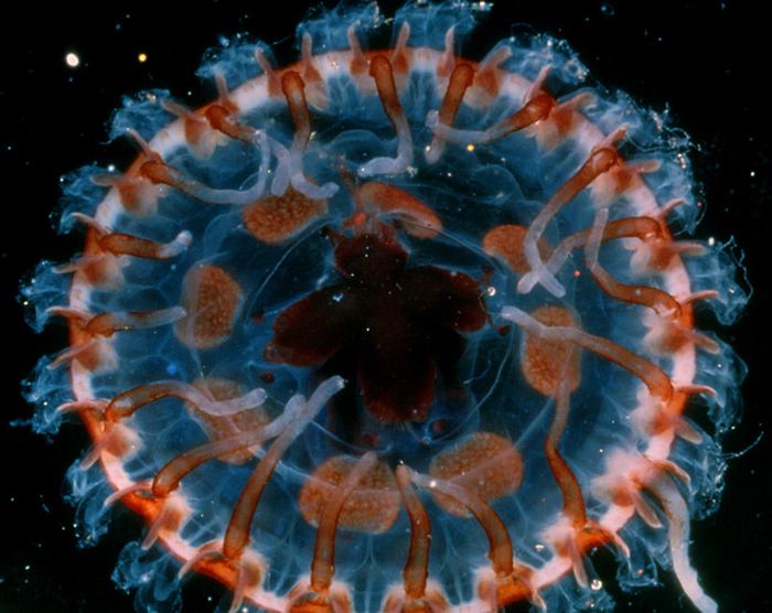 глубоководная медуза Atolla wyvillei