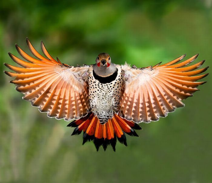 Красивые Фото Птиц В Полете