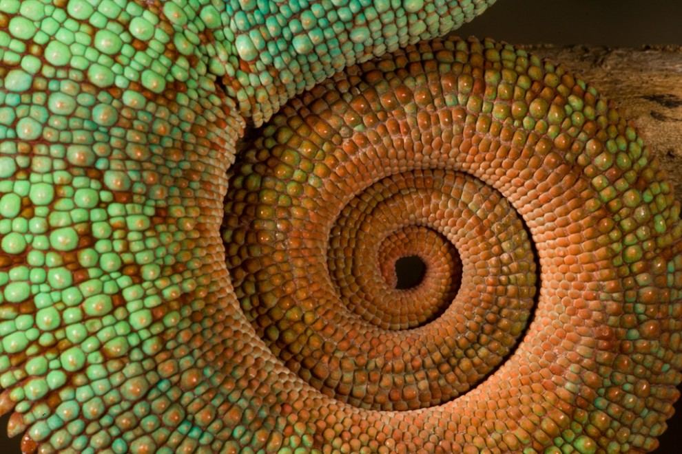 Детальный снимок цепкого хвоста хамелеона