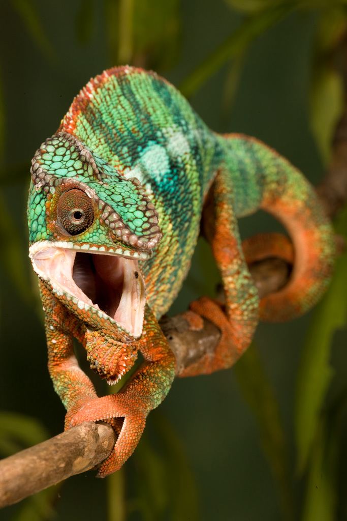 Насекомых хамелеоны ловят языком
