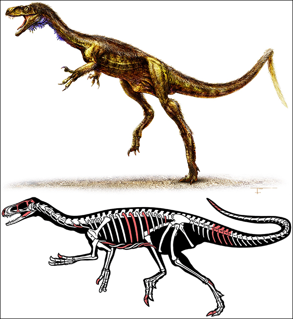 Предполагаемый внешний вид E. murphi и восстановленный скелет динозавра. Красным выделены отсутствующие кости. (Иллюстрации T. Marshall, P. Sereno, C. Abraczinskas.)