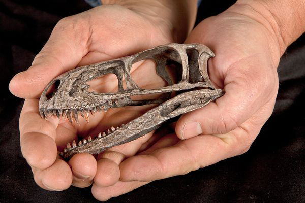 Ведущий автор работы Пол Серено (Paul Sereno), представляющий Чикагский университет, держит в руках модель черепа динозавра в натуральную величину.