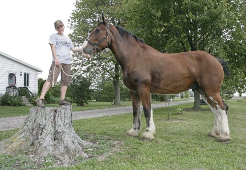 Самый высокий в мире конь