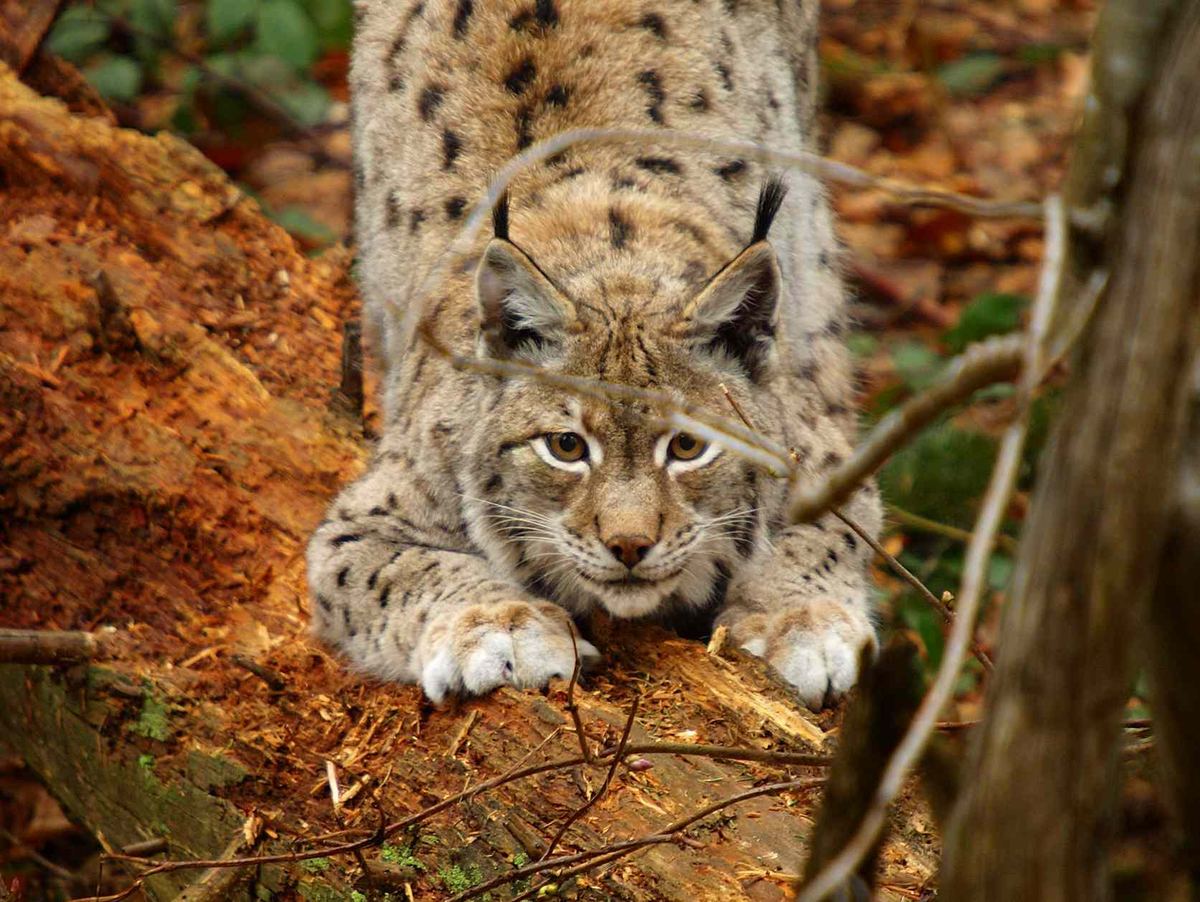 Рысь (Lynx lynx). 
