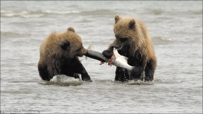 Два забавных медвежонка